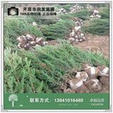 丹东侩柏