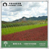 辽宁紫叶小檗