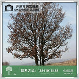 丛生蒙古栎