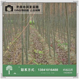 柳树3公分。