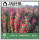 红王子锦带