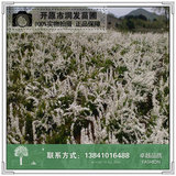 珍珠绣线菊