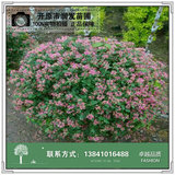 蓝叶忍冬球