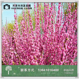辽宁苗圃榆叶梅