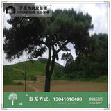 平顶松