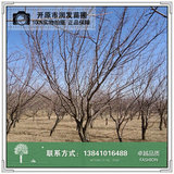 山杏