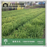 蓝叶忍冬小苗