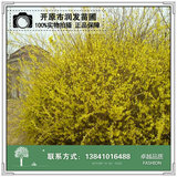 东北连翘