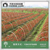 红王子锦带小苗