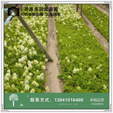 木绣球小苗