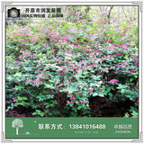 蓝叶忍冬