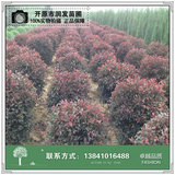 红叶李球
