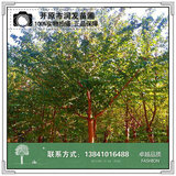 山桃稠李