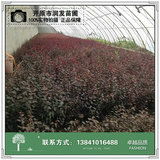 红叶李嫁接杯苗