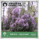 丁香大墩