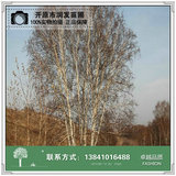 丛生白桦