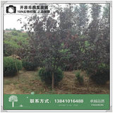 王族海棠