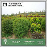 绣线菊球
