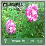 多季刺枚