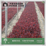 紫叶稠李小苗